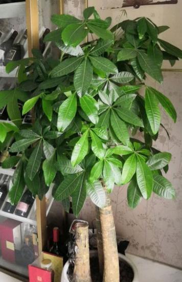 家里种的发财树叶子发黄怎么办(发财树绿植盆栽养护方法)
