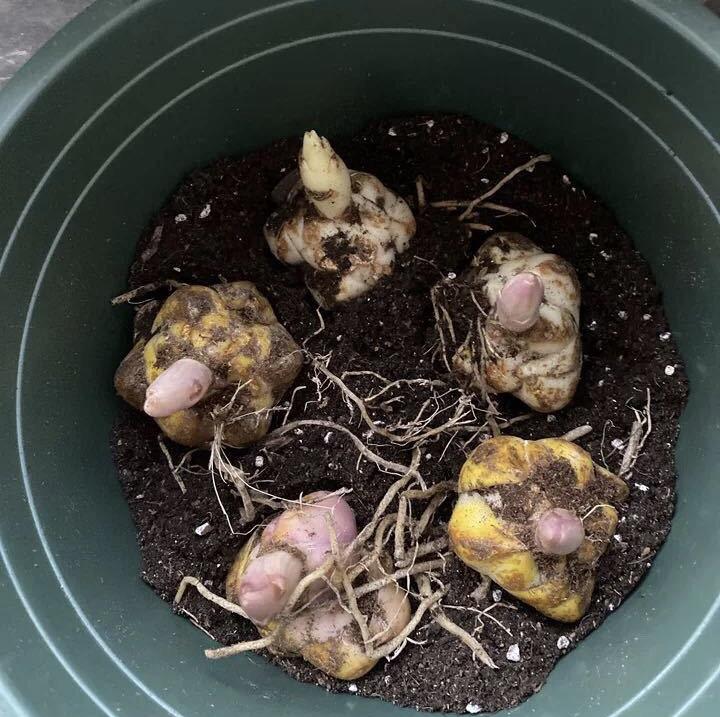 一年生植物能养一年吗(适合懒人种植的经济作物)