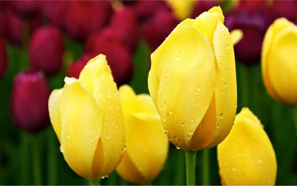 三月开什么花什么特点(盘点三月份开花的植物)