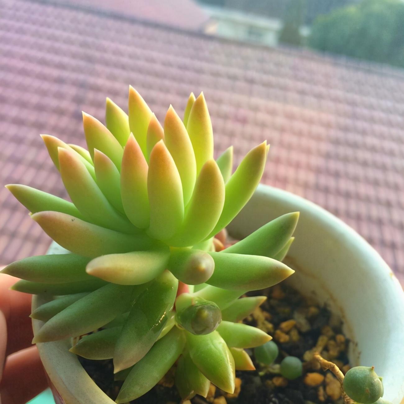 千佛手养殖方法(家庭千佛手的养护技巧)