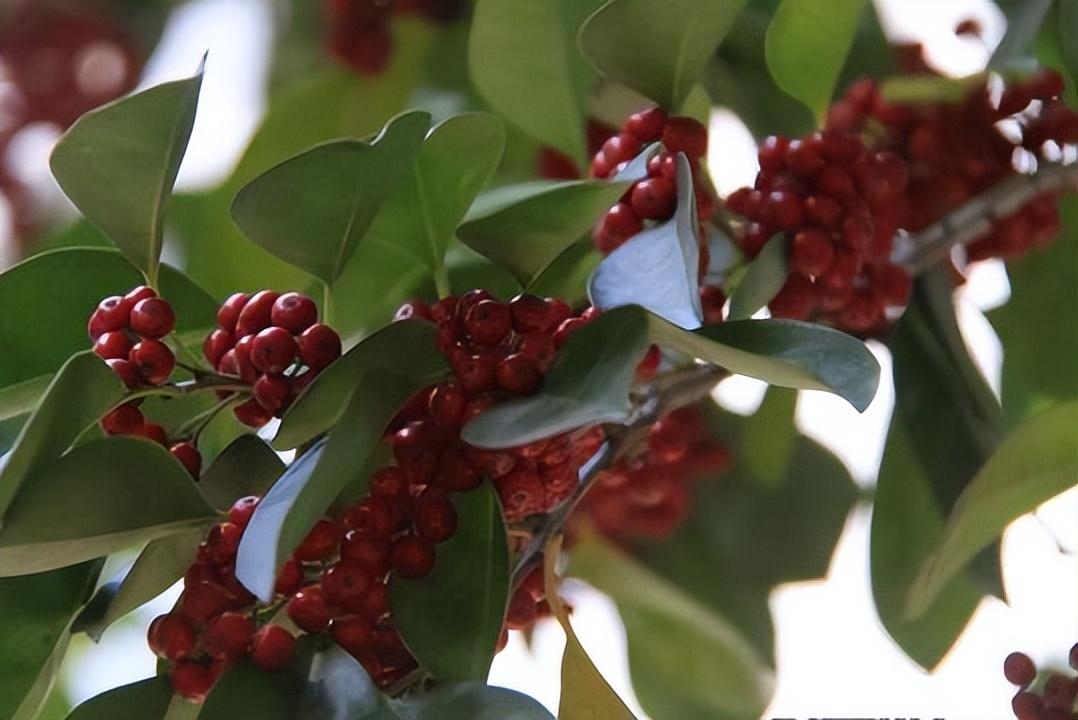 厚叶冬青是什么科(园林绿化植物品种)
