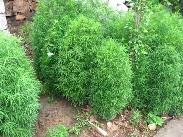 常见野草的种类(农村常见的植物名称)