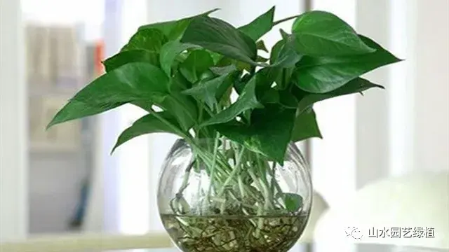 绿萝花语象征与寓意(养绿萝的好处)