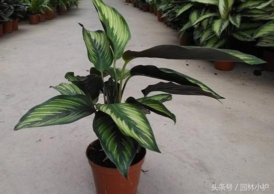 飞羽竹芋的寓意和象征(讲解飞羽竹芋的养殖方法)