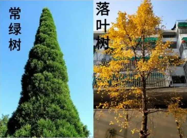常青树有哪些品种(四季常青的绿化苗木)