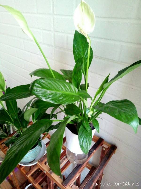 适合室内养的花和植物(净化空气吸甲醛植物排名)
