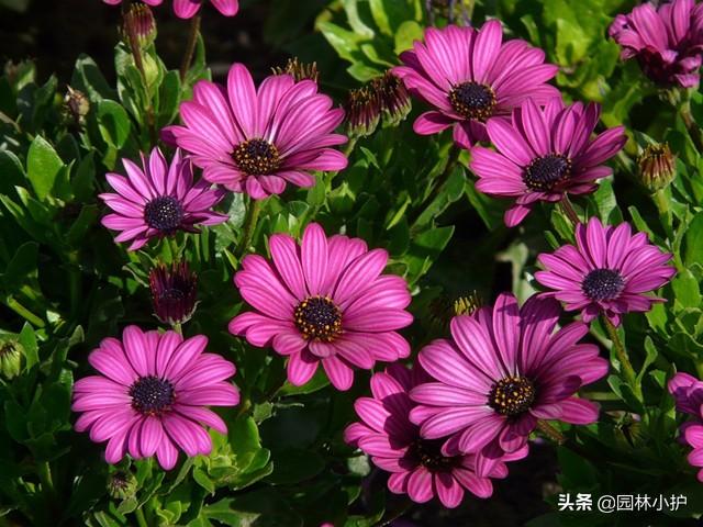 黑心菊品种大全