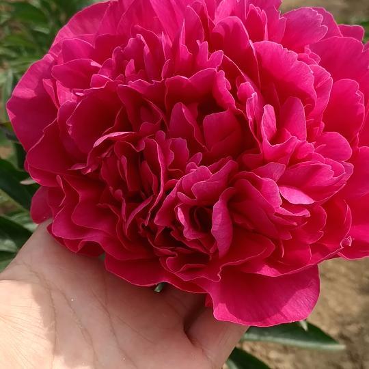 芍药花送人有什么讲究(了解芍药花的寓意及花语)