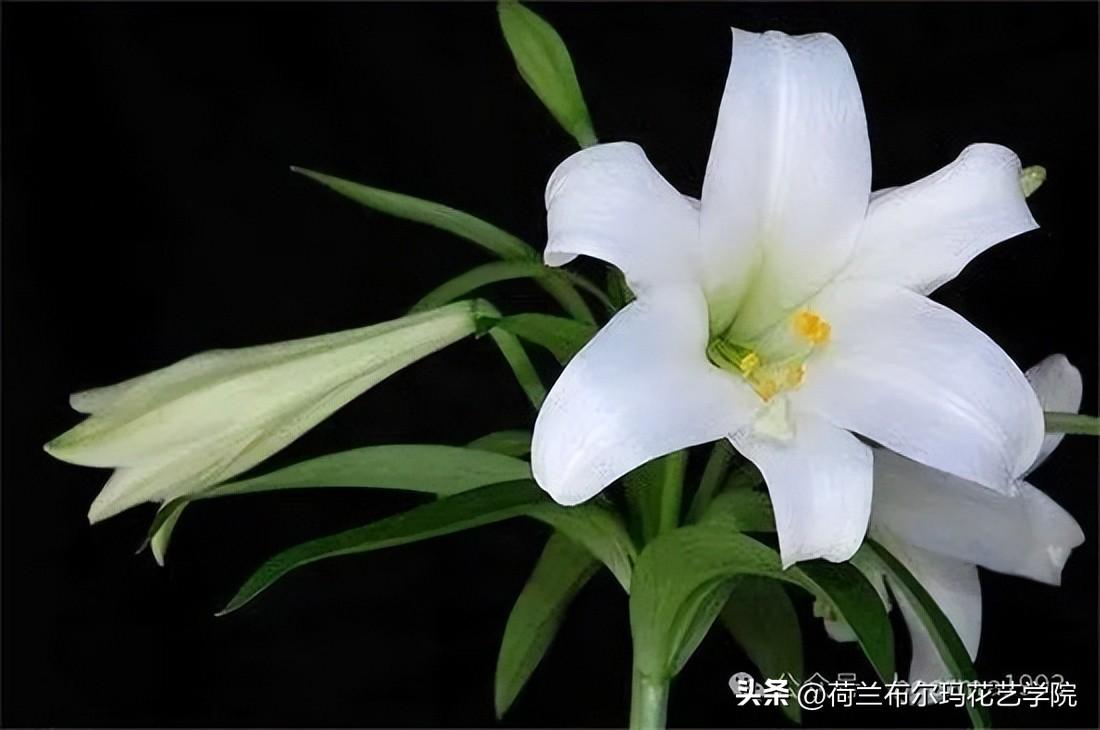 世界上最香的花排名最好