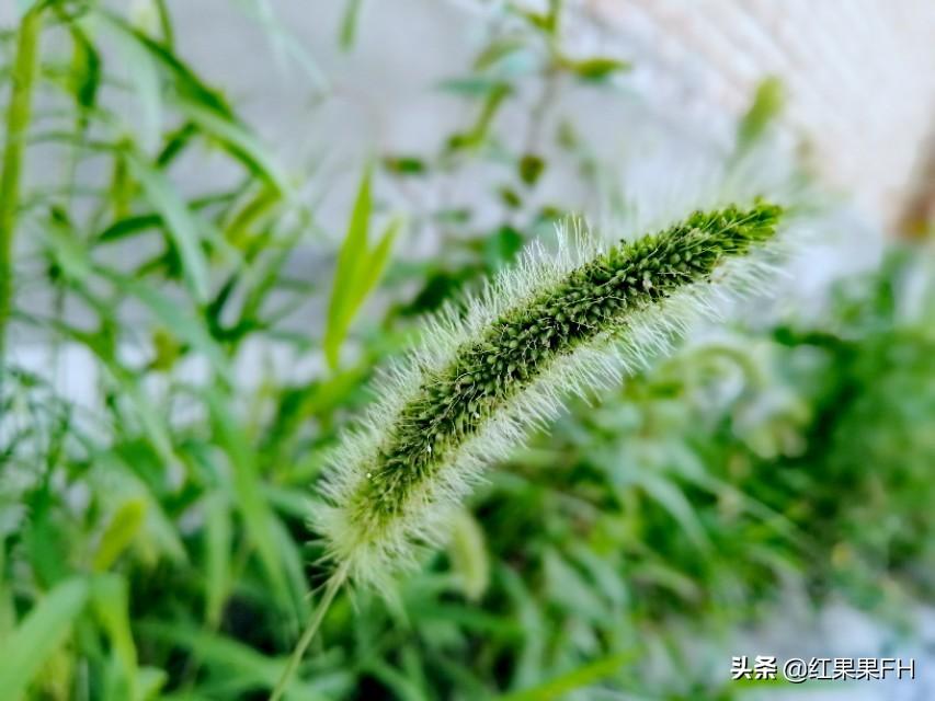 狗尾巴草的花语是什么意思(关于狗尾巴草的花语和寓意)