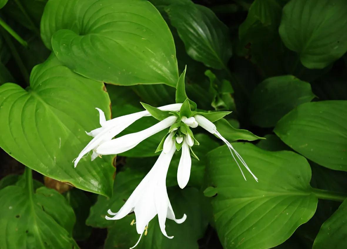 白色的花有哪些及花名(常见的白色花品种)