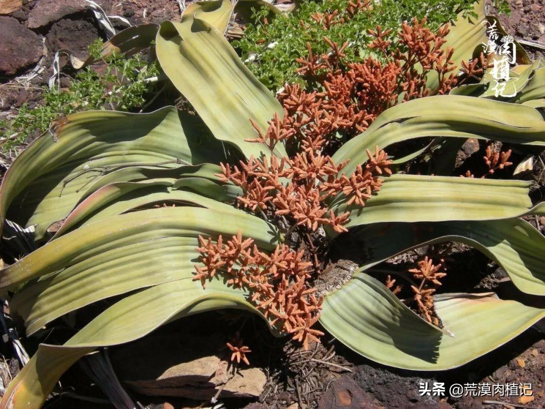 百岁兰怎么养(世界珍稀植物之一)