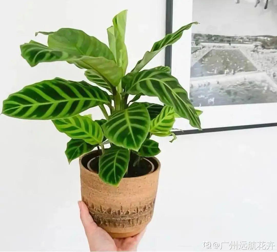 卧室放什么植物最好健康(适合放在卧室的植物和花)