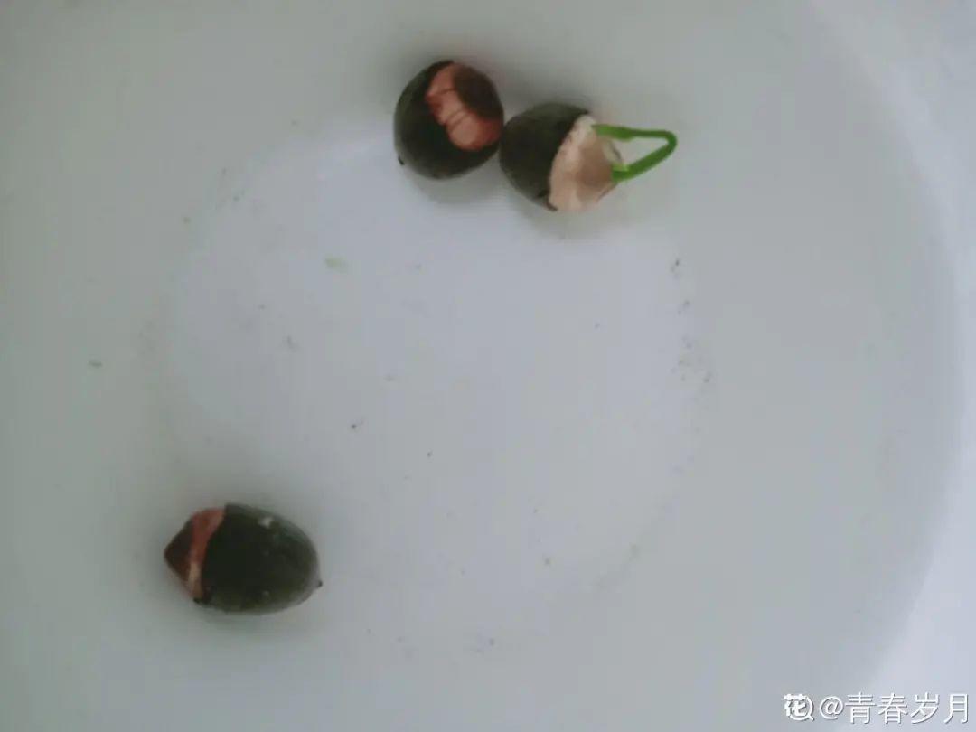 腊梅花种子的种植方法(关于梅花种植方法和时间)