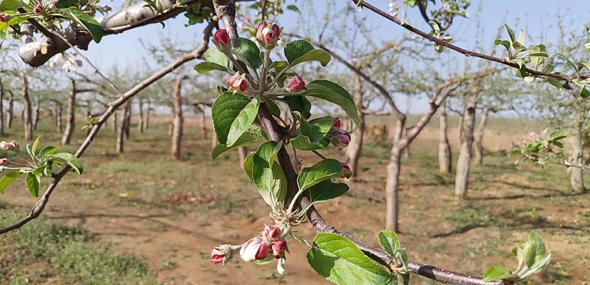 花芽分化是什么意思(花芽分化通俗的解释)