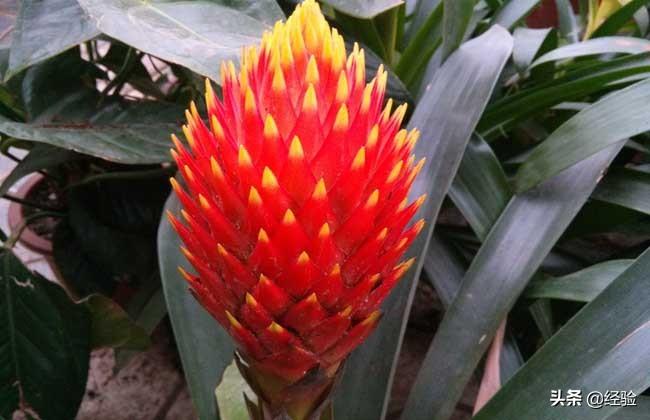 凤梨花叶子发黄怎么办(讲解植物枯黄掉叶的原因)