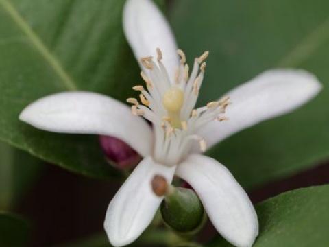 九里香怎么养才能开花(详解九里香的正确养殖方法)