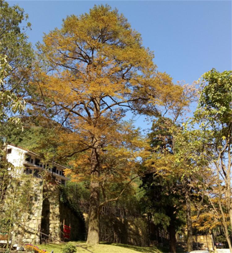 活化石植物是什么意思(植物中的活化石树介绍)