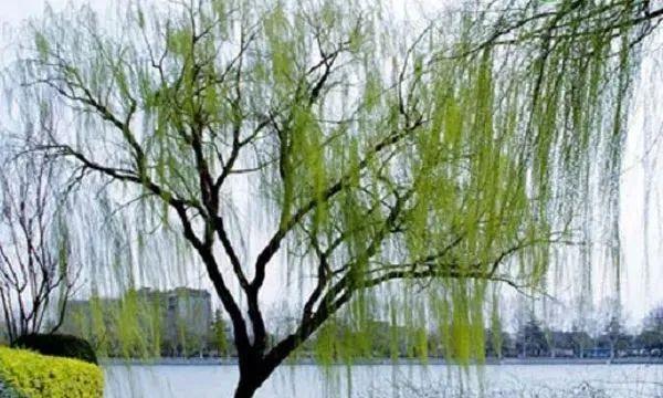 柳树开花是什么季节（一年四季不开花的植物）