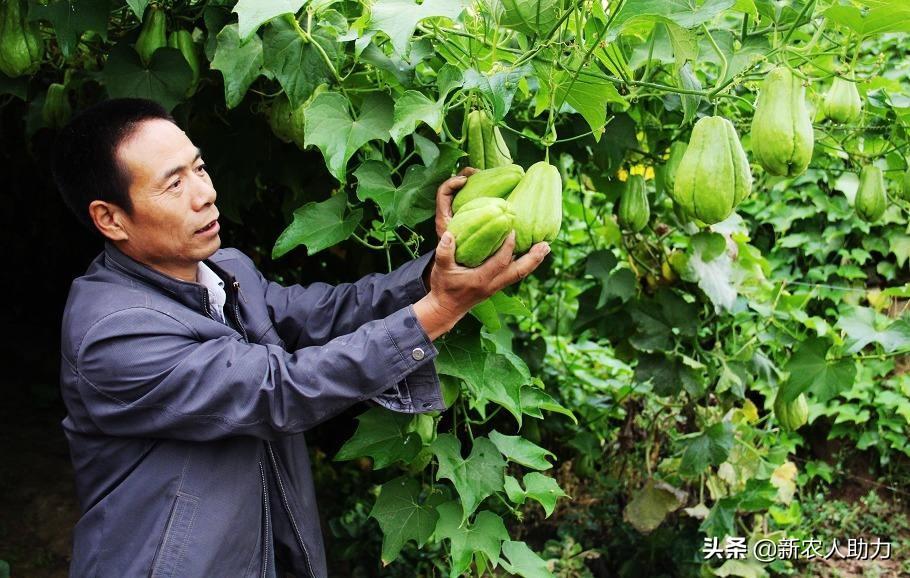 佛手瓜适合什么地方种植最好