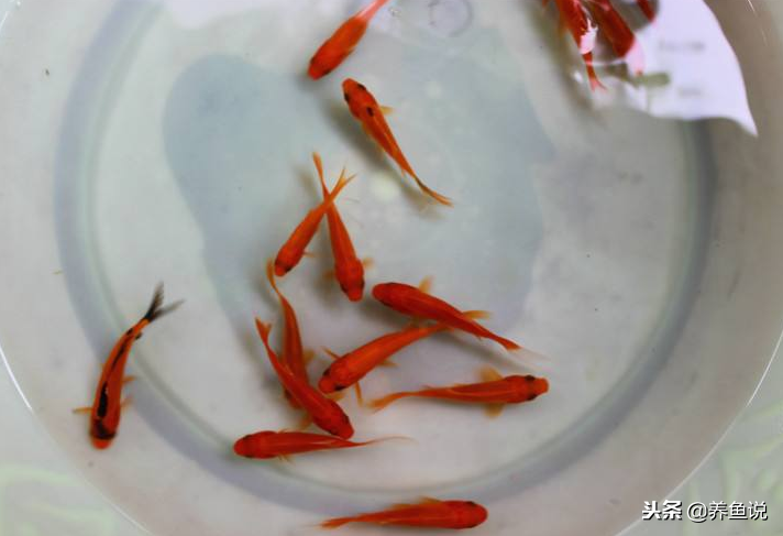 金鱼草盆栽怎么养活(详解金鱼草太长了修剪方法)