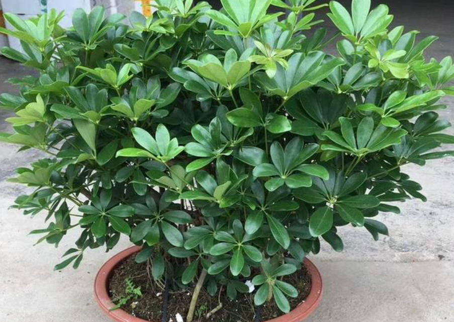 室内绿植什么最好养(适合客厅放的绿植)