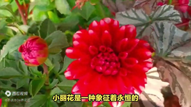 小丽花的花语和寓意是什么
