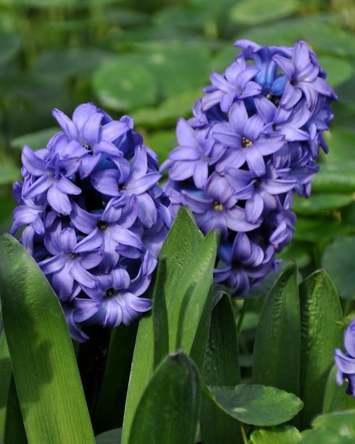 风信子种球烂了怎么办