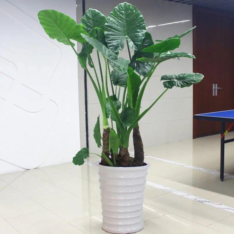 滴水观音有毒吗碰了怎么办(滴水观音植物特点介绍)