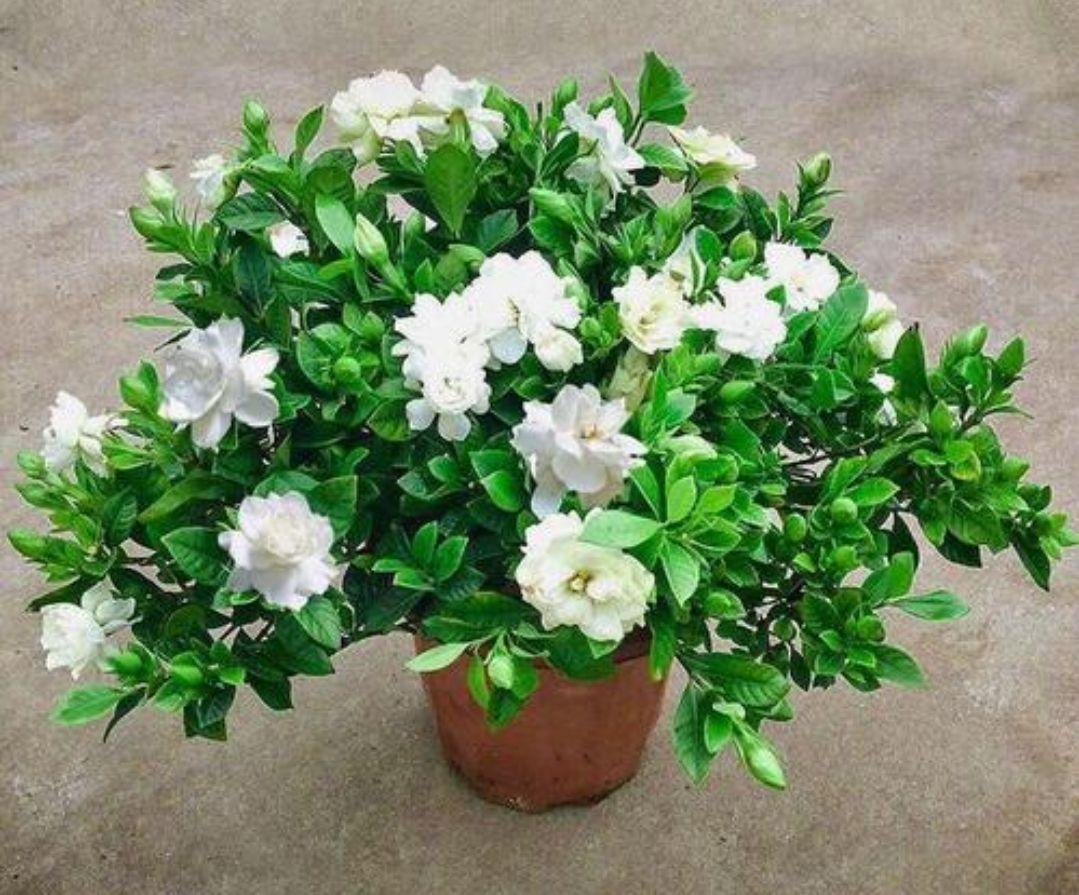 栀子花小苗几年能开花结果(关于栀子花的种植方法)