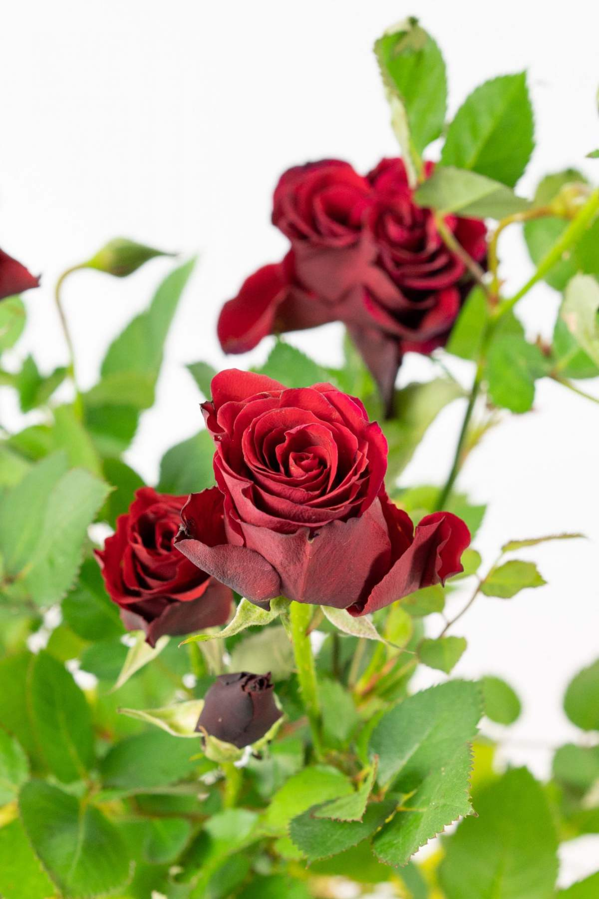 月季花是什么颜色的花瓣(关于月季花的简介和特点)