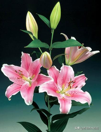 毛百合和百合的区别在哪里