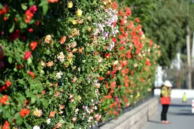 北京市花是什么花（北京的代表花介绍）