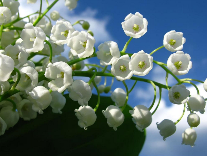 铃兰花的花语和传说(讲解铃兰花在中国的寓意)
