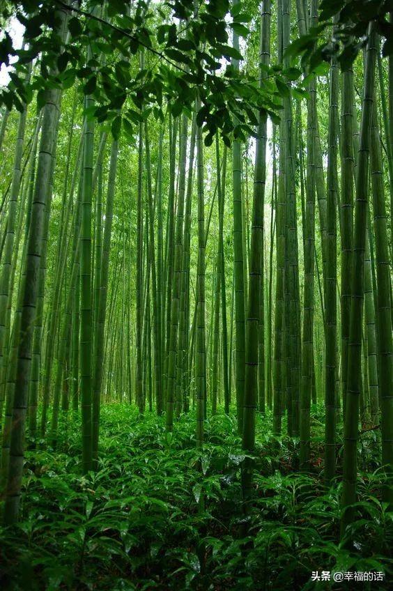 花中四君子是指什么花(梅兰竹菊四君子代表的意义)