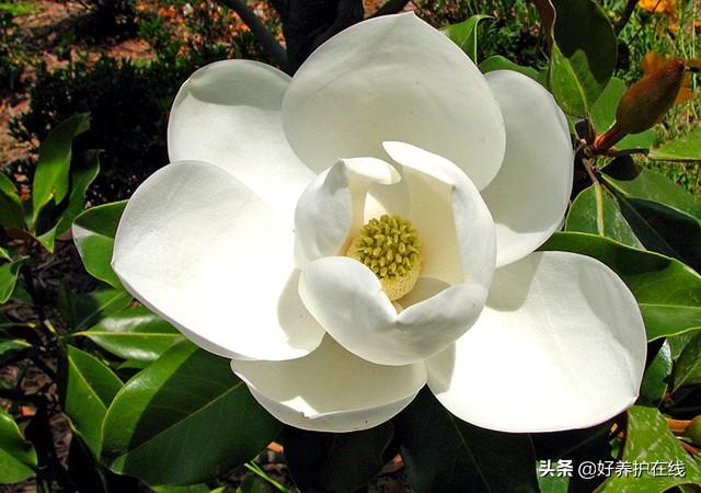 辛夷花和玉兰花的区别是什么(教你判断辛夷花与紫玉兰)