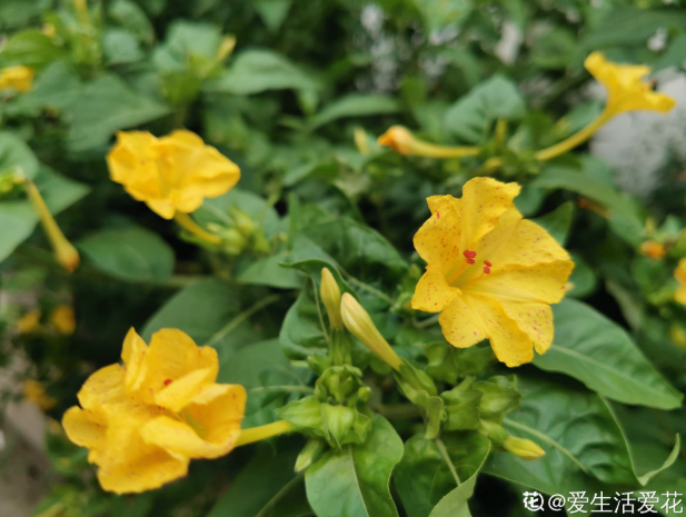 紫茉莉种子种植方法(茉莉的修剪及注意事项)