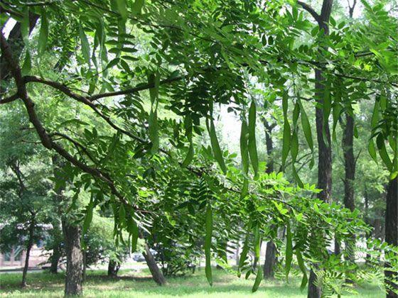 皂荚树和皂角树的区别(了解皂角树的价值)