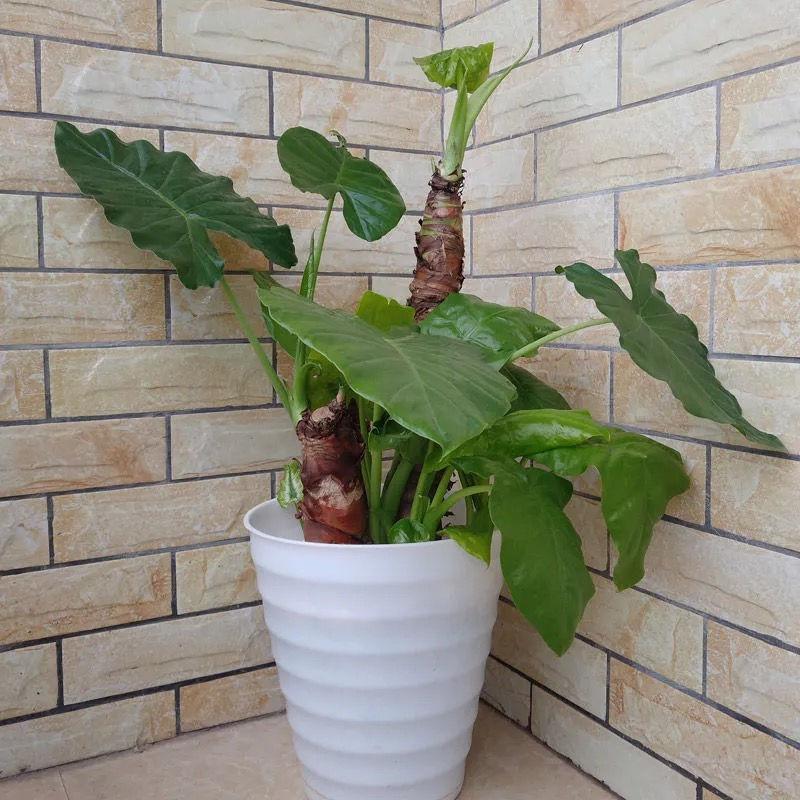 滴水观音有毒吗碰了怎么办(滴水观音植物特点介绍)
