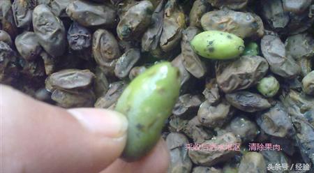 桂花树种子种植技术和方法（桂花的繁殖方法和时间）