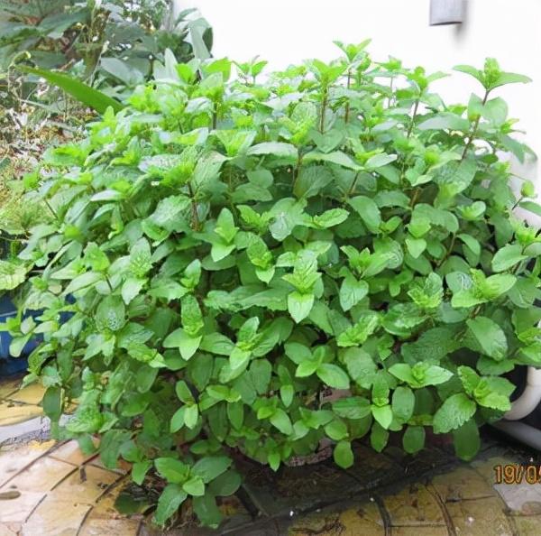 常见野草的种类(农村常见的植物名称)