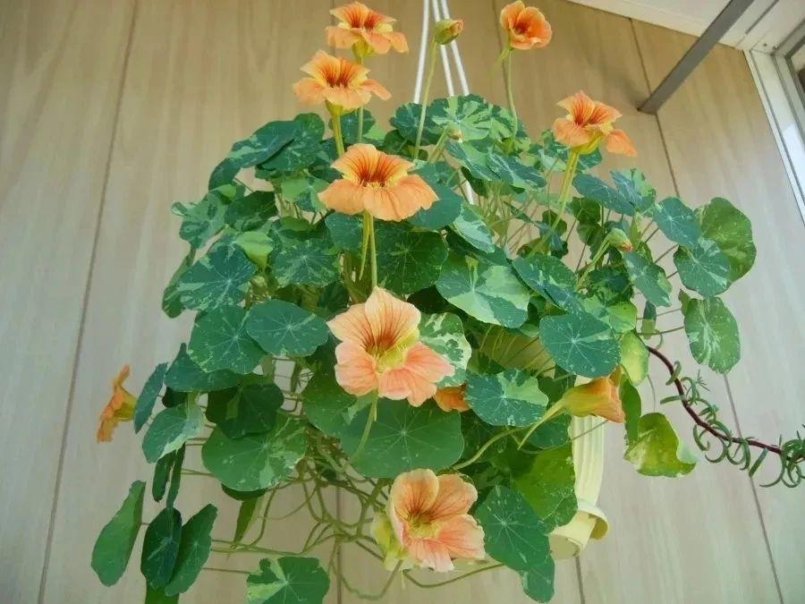旱金莲种植方法和时间(旱金莲的养护技巧)