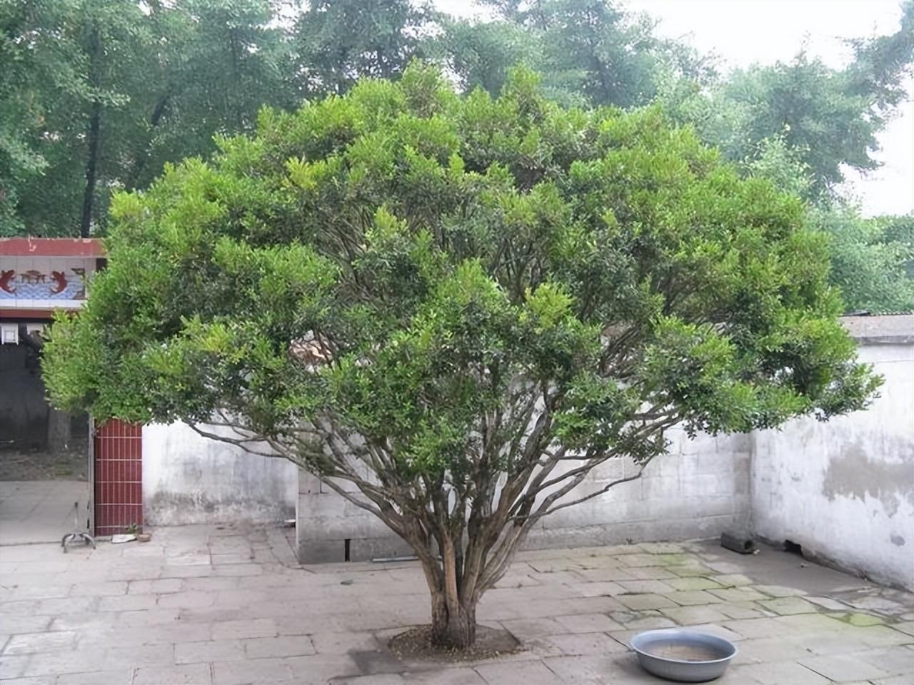 黄杨栽在庭院吉利吗