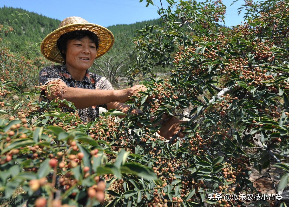 花椒树的种植方法(详解花椒种植技术)