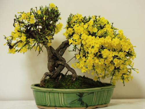 盆栽花卉造型制作方法(关于客厅绿植排名)