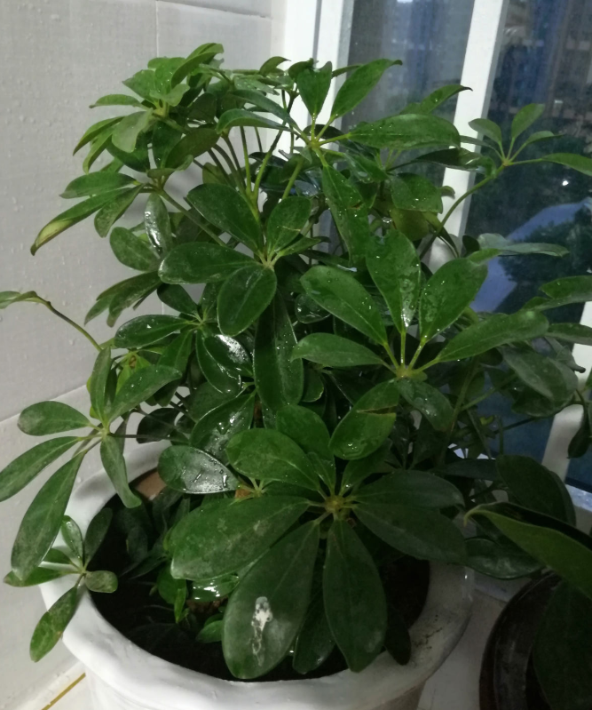 家中种什么植物可以净化空气(净化空气最好的植物排名)