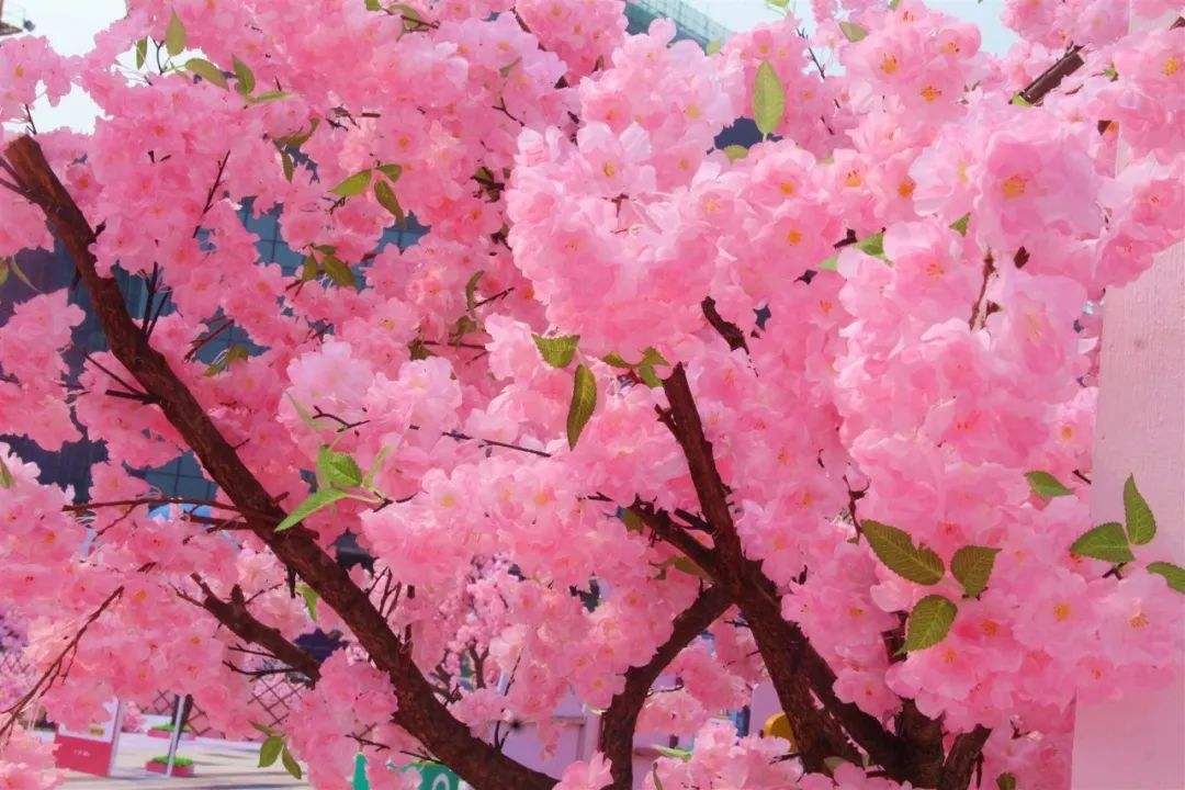 春天有什么花开放及名称(介绍春天最具代表性的花)