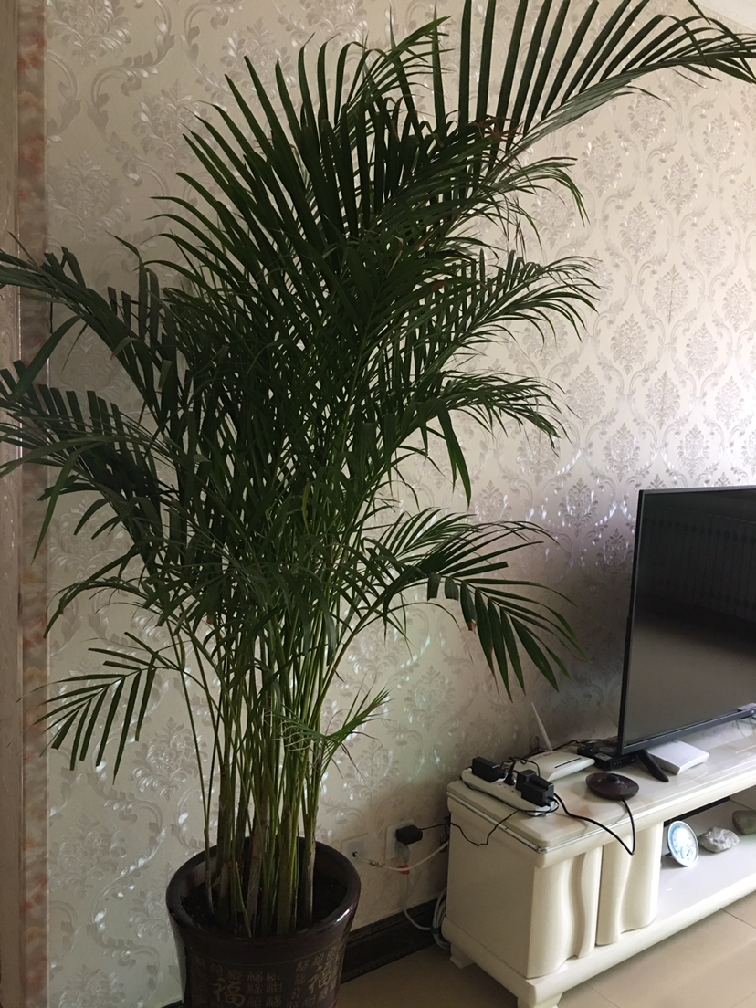 不需要阳光的室内植物有哪些(室内最好养的喜阴绿植推荐)