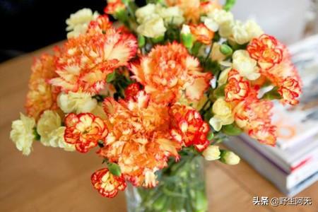 如何养康乃馨鲜花盆栽(康乃馨插花技巧搭配)