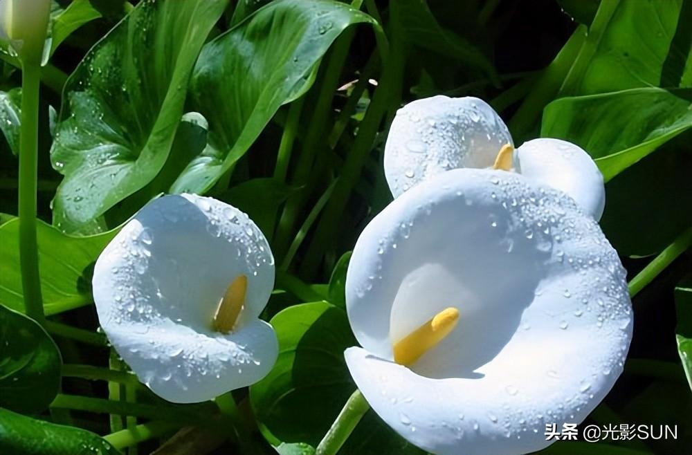 海芋花的花语(详解海芋花的寓意)